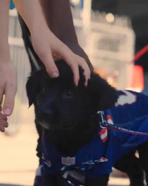 Finding their furever homes 🫶 The Patriots Foundation hosted a pet adoption day at #PatsCamp!