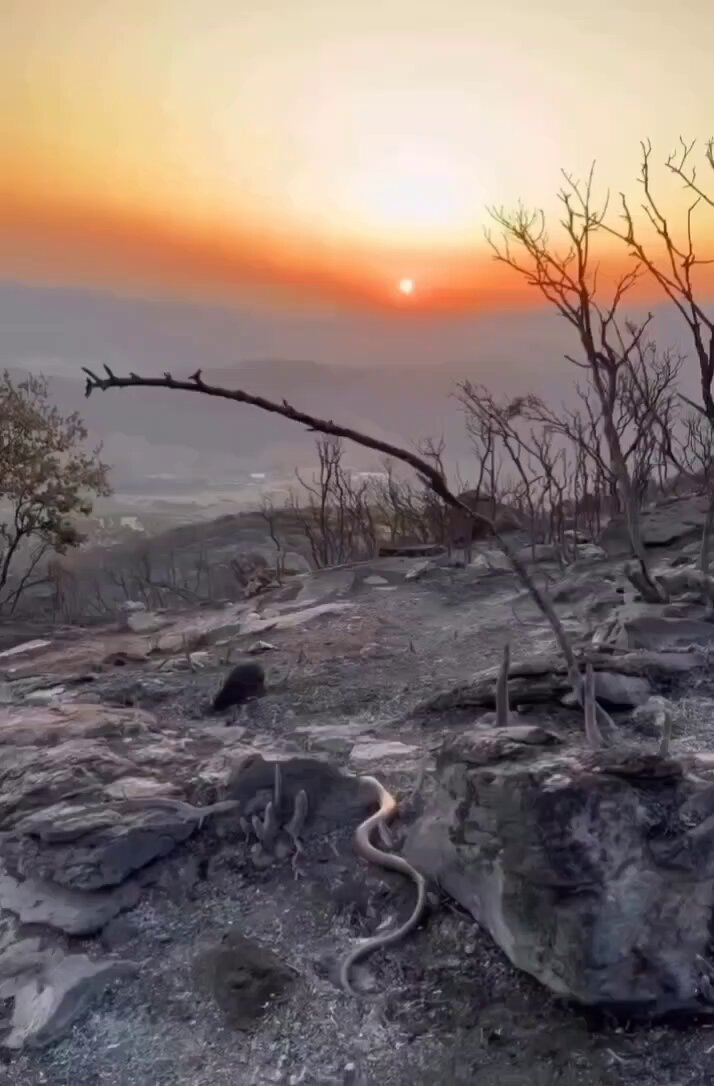 Artık senin ormanın yok, artık Nuh yok, artık bineceğin gemi yok....