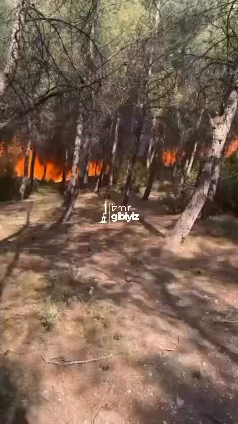 Gaziemir Sarnıç’ta çıkan orman yangınında itfaiye ve vatandaşlar alevlerle mücadele ediyor. Yangının yerleşim yerlerine yaklaşması üzerine acil destek talep ediliyor.
