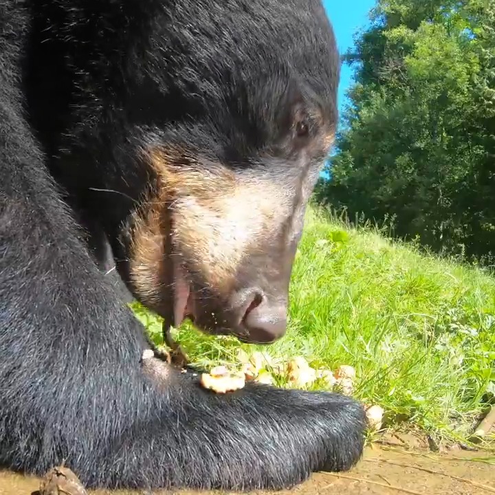 beary crunchy