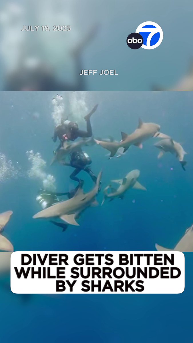 Wild video out of Florida shows a diver getting bit on the arm while surrounded by sharks near Jupiter Beach. The diver says a lemon shark bit him after he removed a fishing net caught on the shark’s head. He ended up needing 40 stitches.