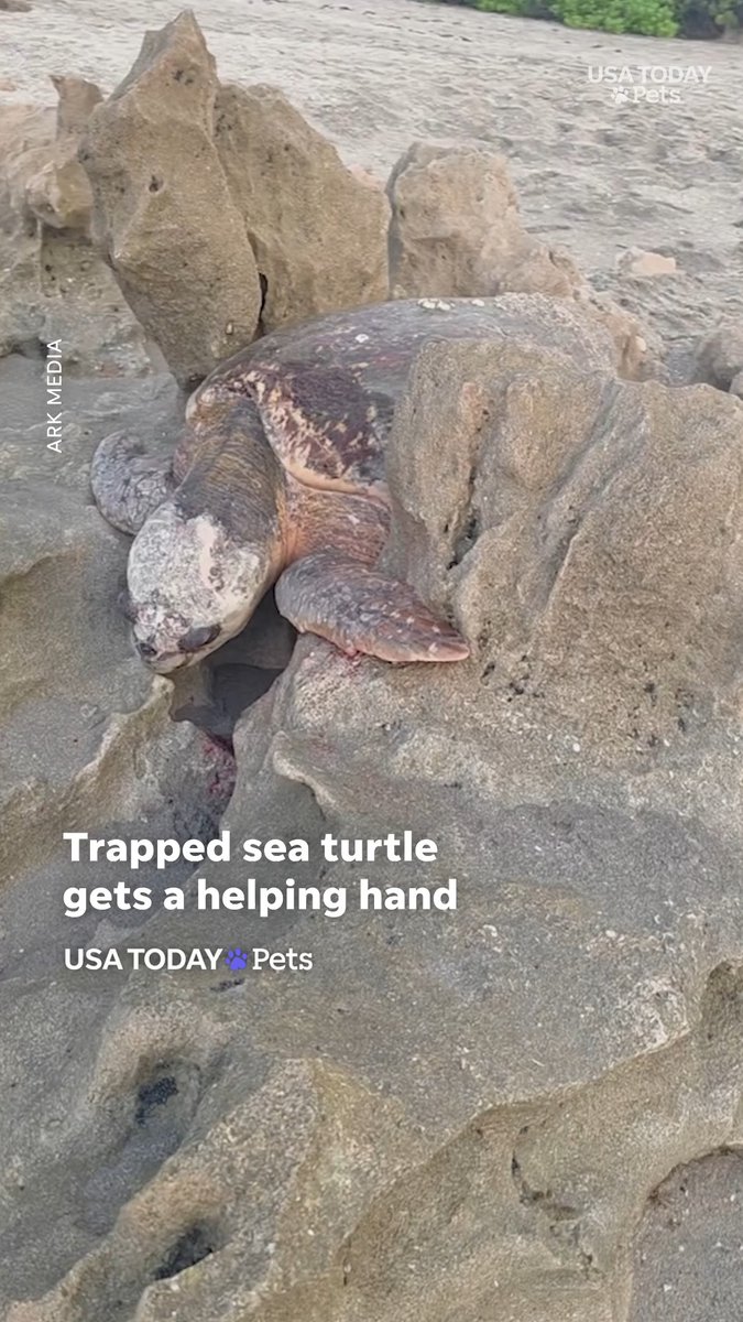 A good Samaritan found a massive sea turtle stuck between rocks on a Florida beach. She notified wildlife officials and the turtle flapped into the sunset.