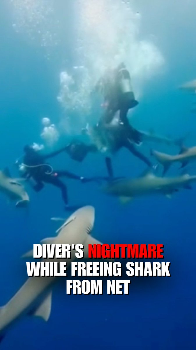 Terrifying video captures the moment shark conservation activist Jeff Joel was bit while trying to free a lemon shark that was stuck in a fishing net.