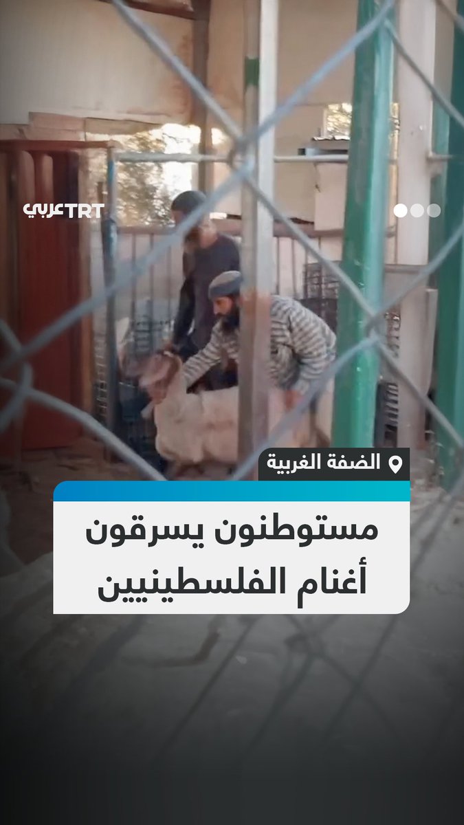 وسط حماية جنود الاحتلال وصراخ العائلة الفلسطينية.. مستوطنون إسرائيليون يستولون على أغنام ملك فلسطينيين في قرية التواني بمسافر يطا جنوب الضفة الغربية المحتلة. #تفاعل ليصل إليك كل جديد