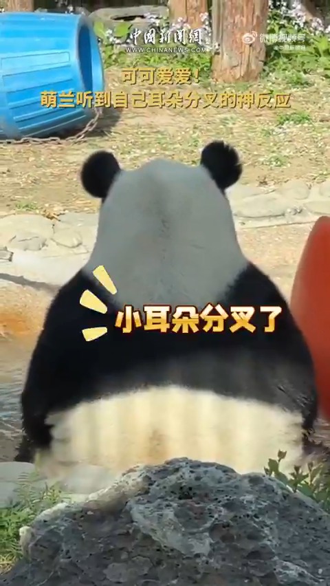 【「耳の毛が分かれてるよ」と聞いた萌蘭の神反応】北京動物園内でこのほど、観光客が #パンダ の「#萌蘭（#モンラン）」に「耳の毛が分かれてるよ」と話しかけると、まるで理解したかのように、すぐに手でなでて平らになりました。その神対応に観光客たちは大喜びでした。#ジャイアントパンダ