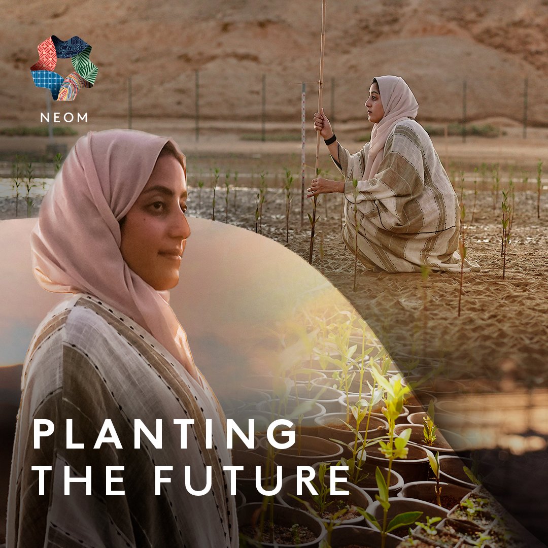 On #MangroveDay, we celebrate the vital ecosystems protecting our coasts, climate, and biodiversity. With over 10,000 trees planted as part of the mangrove pilot project led by Wajd Alaidrous, #NEOM contributes to the @Gi_Saudi goal of planting 100 million trees by 2030.