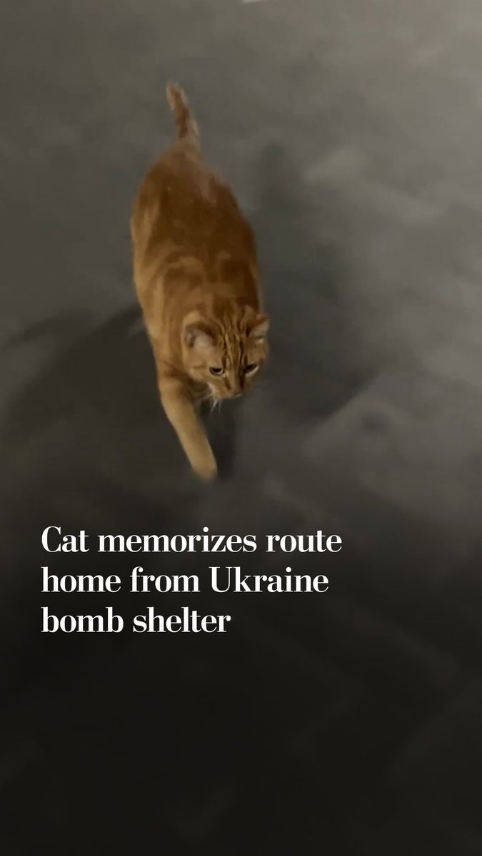 A cat in Odesa, Ukraine, memorized the route to and from a bomb shelter in an apartment building. Viktoria Ilkiva said her cat knows to head home after the air-raid alerts end. The ginger kitty leads the way through a parking garage, onto an elevator, and to their front door.