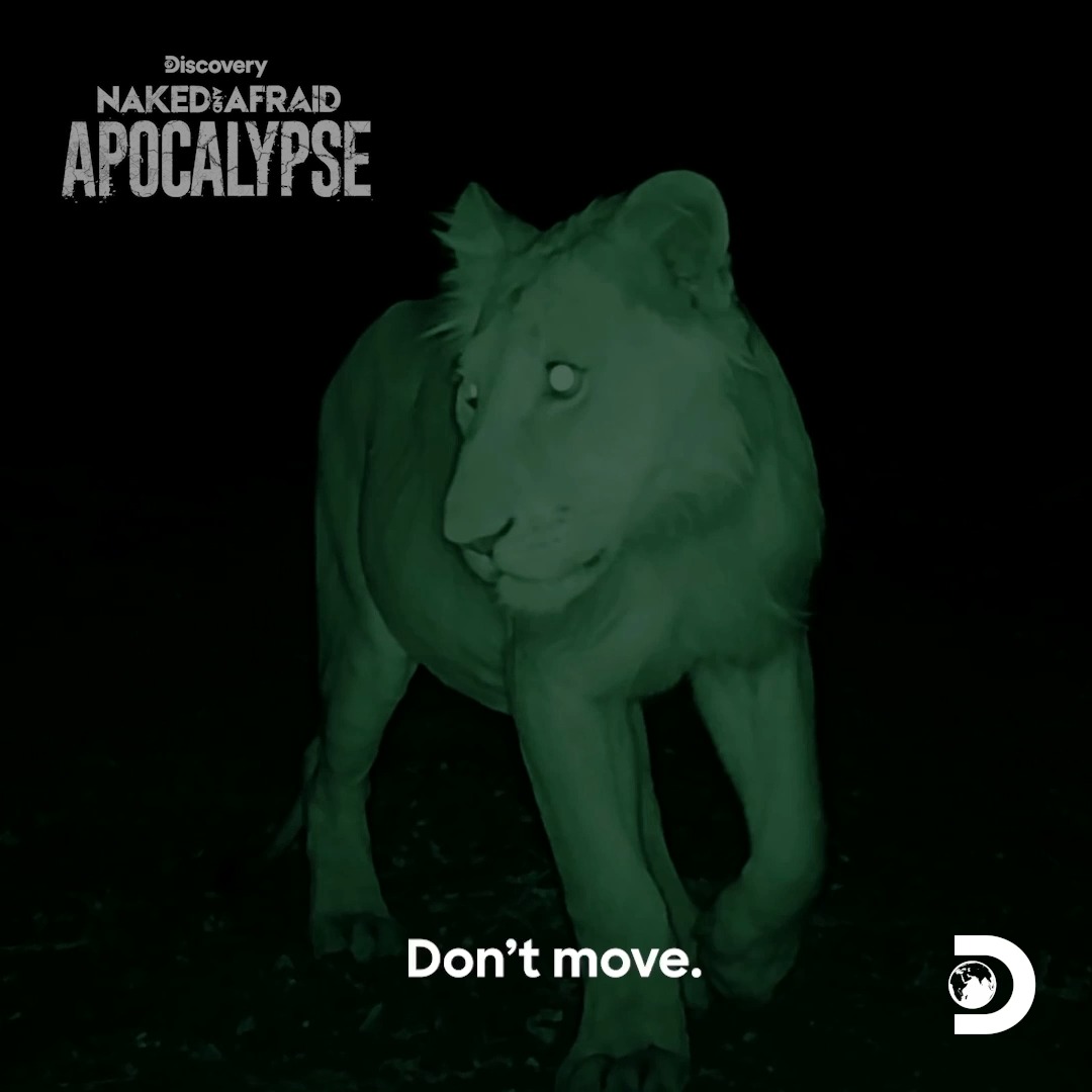 A rogue lion approaches one team's shelter in the middle of the night 🦁 With nowhere to run, they face a terrifying standoff! Don't miss the premiere of #NakedAndAfraid: Apocalypse Sunday at 8p on Discovery.