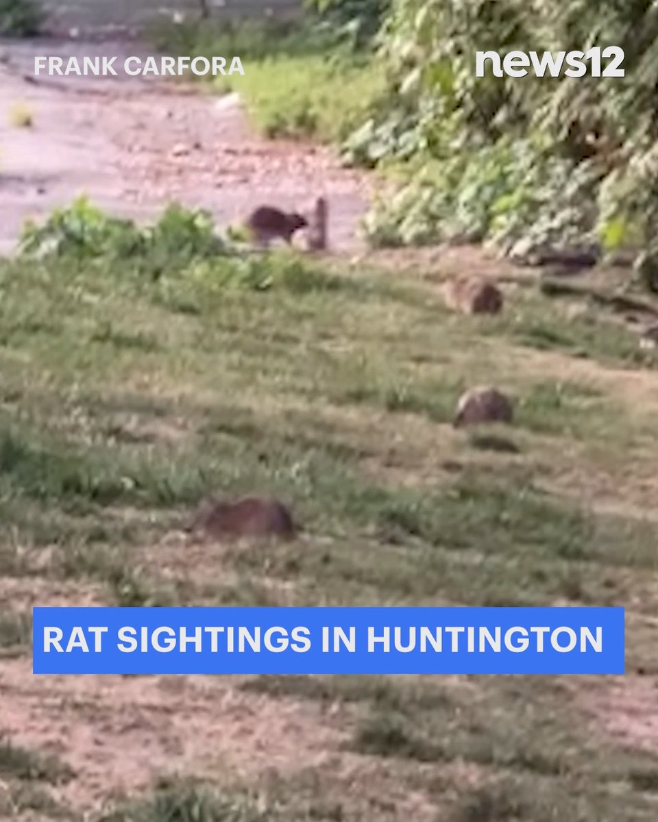 RAT SIGHTINGS: Video sent to News 12 shows a group of rats running around on West Carver Street near New York Avenue.