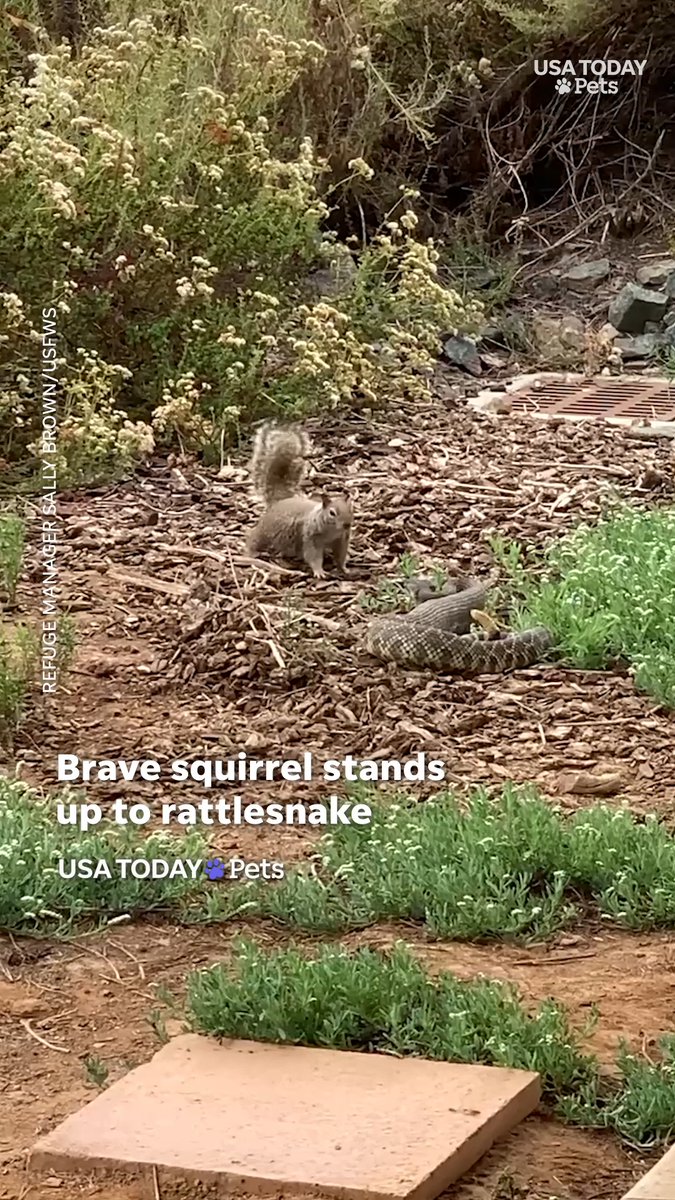 At San Diego Bay National Wildlife Refuge, a California ground squirrel tossed wood chips and flicked its tail at a southern Pacific rattlesnake that appeared to have just eaten.