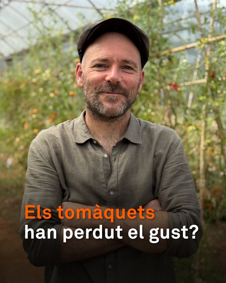 “Si vols un tomàquet amb gust, no el posis a la nevera.” Joan Casals, enginyer agrònom de la Universitat Politècnica de Catalunya (UPC), ho sap gairebé tot sobre els tomàquets. Investiga per què han perdut el gust i com recuperar-lo. Defensa comprar-ne a pagès: "Menja-te'l acabat de collir"