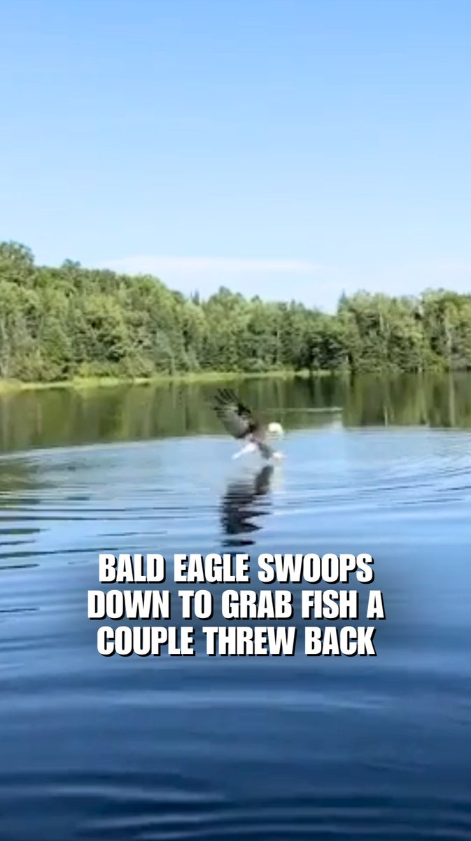 Man tosses a freshly caught bass back into a lake — only to watch a bald eagle snatch it within seconds.