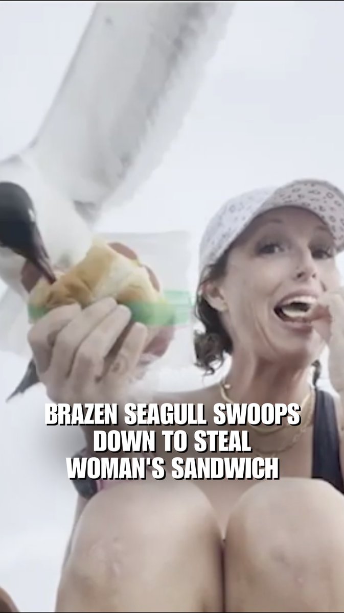 WATCH: A bold seagull swipes a woman's sandwich as she eats it on the beach.