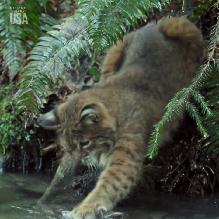 Making a rare daytime appearance in Olympic National Park, this bobcat is a master of waiting for the perfect moment to strike. #NationalParksUSA is now streaming on Disney+ and Hulu.