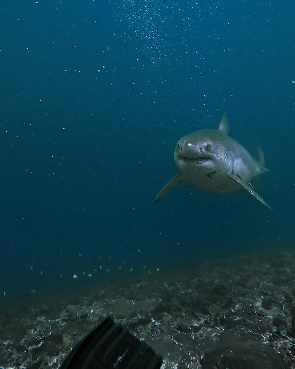 Everybody stay calm, especially Fabian Clinton 🫨 This "holy grail" of dive encounters off the coast of Nusa Penida earned him our final #SharkWeek post of 2025 + a $500 GoPro Award 👉 #FunFact: Great whites are known to migrate across entire oceans and back in the span of a year, some traveling as far as 12,000 miles in that time. #GoPro #SharkWeek #GreatWhiteShark