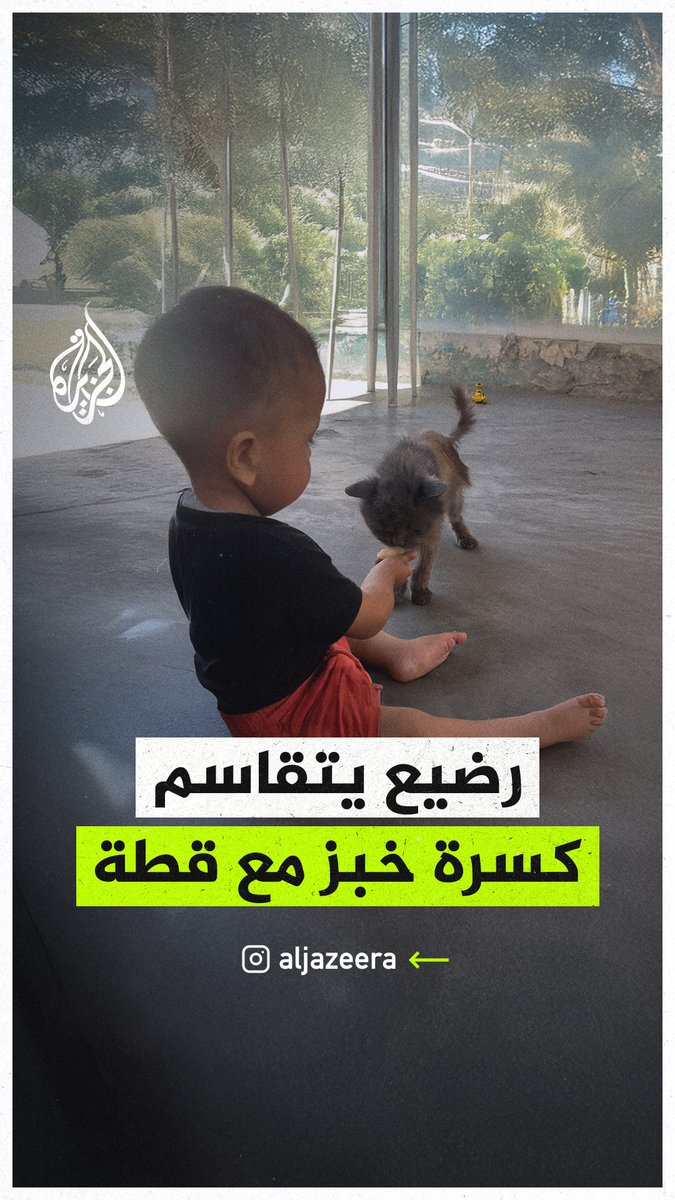 رضيع فلسطيني من قطاع #غزة يتقاسم قطعة من الخبز مع قطة في ظل انتشار المجاعة جراء الحصار الإسرائيلي #حرب_غزة