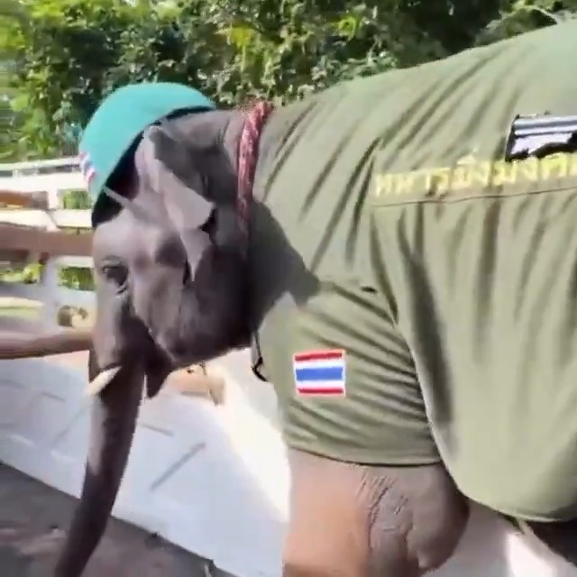 The Thailand army has deployed trained elephants to the Cambodian border. These elephants have been trained for decades within the Thai army for deep jungle operations but this is the first time I've seen them deployed in that role 🐘 #war #Thailand #cambodia #elephants #camo #jungle