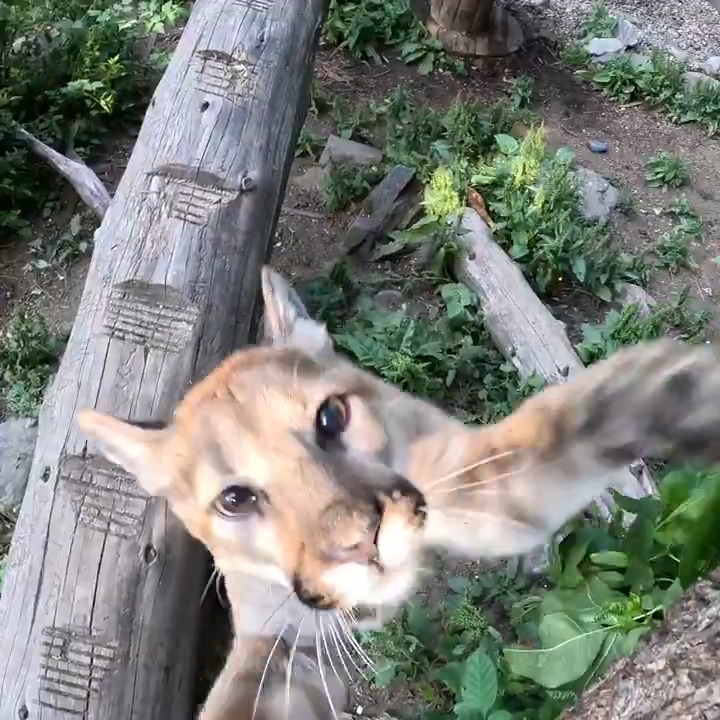 will pounce for snacks
