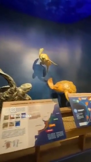 🐢Puesta en marcha de un innovador espacio de divulgación científica para descubrir la biodiversidad marina del litoral atlántico argentino, a través del trabajo del CONICET con el financiamiento de la Fundación Williams.⬇️