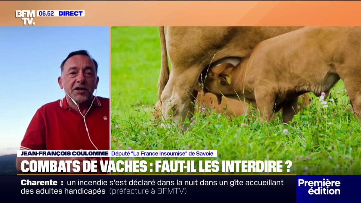💬 "C'est une pratique importée dans nos alpages français" Le député LFI Jean-François Coulomme souhaite faire interdire les combats de vaches