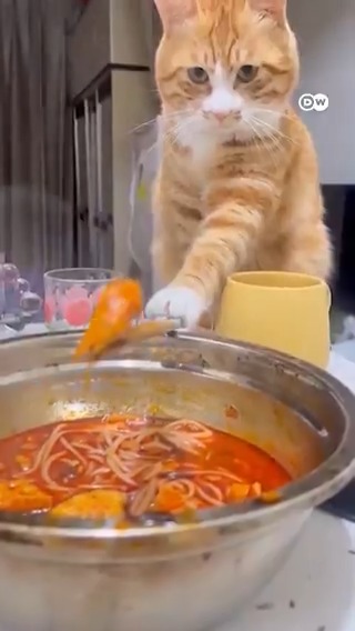 都市肥橘传说 橘猫都是公的? 橘色基因是真的吗? #橘色基因#dwscience #dwhealth