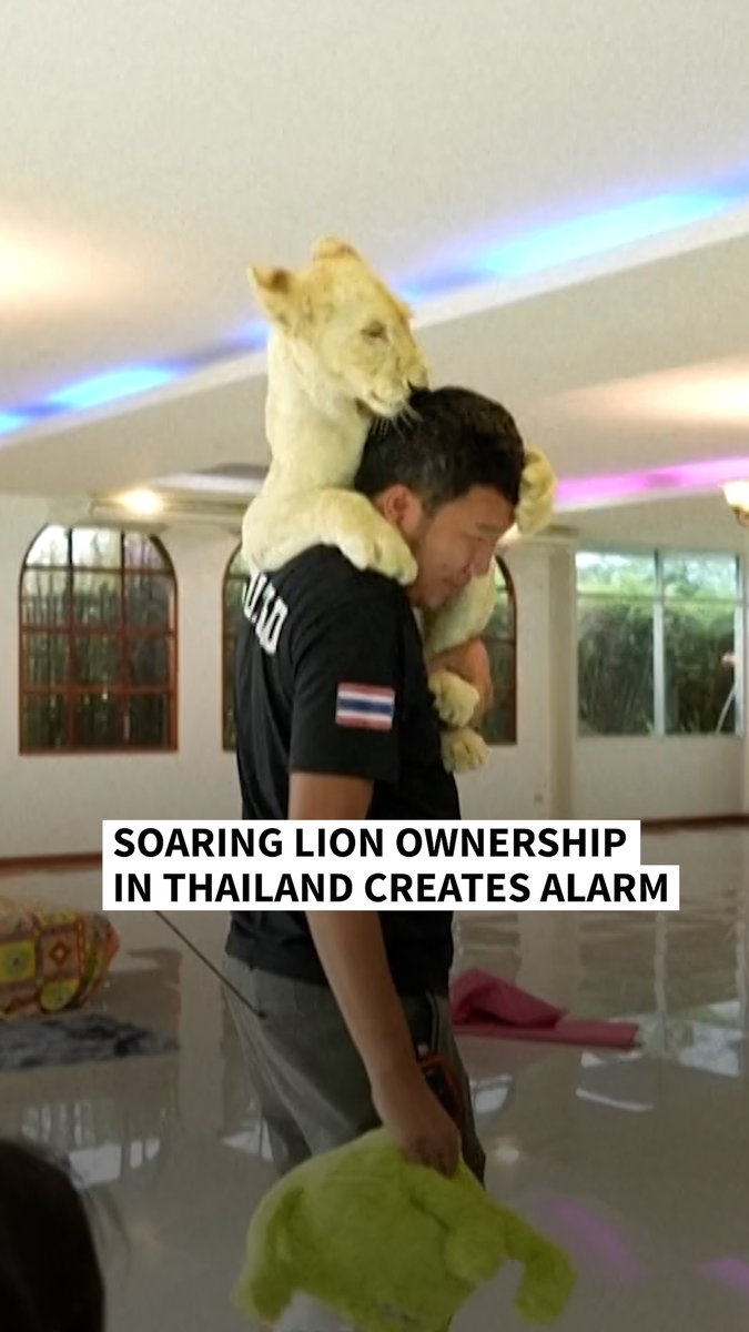 VIDEO: 🇹🇭 Alarm as lion ownership soars in Thailand The country's captive lion population has spiked in recent years, with nearly 500 registered in zoos, breeding farms, petting cafes and homes. Experts say the trend endangers both animals and humans #AFPVertical