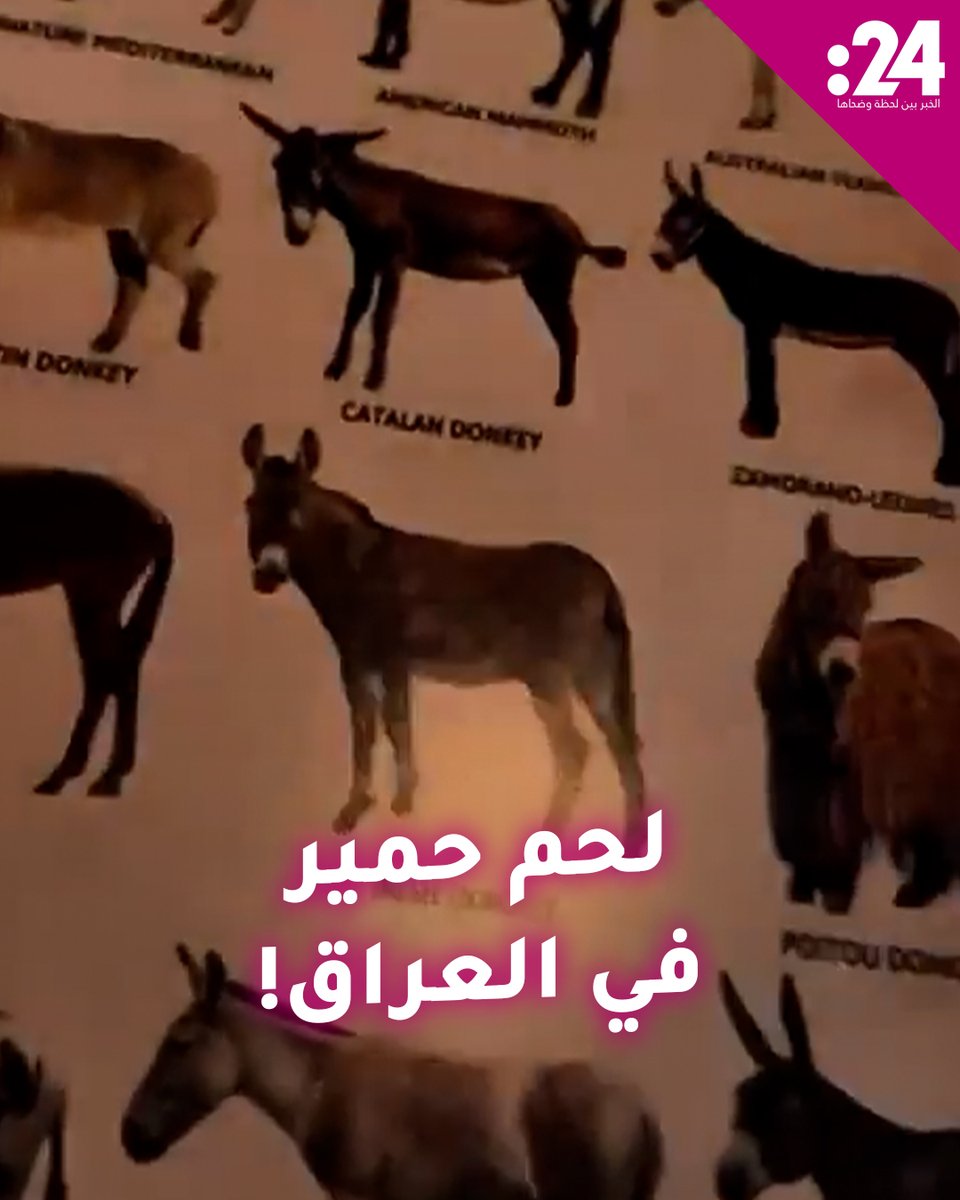 أطباق كباب وتكة! ما قصة مطعم لحم الحمير في العراق؟ لمشاهدة المزيد من الفيديوهات:
