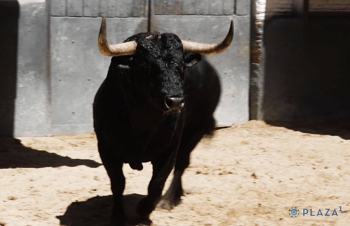 💥¡Ya están en #LasVentas! Los toros de 𝗝𝗨𝗔𝗡 𝗟𝗨𝗜𝗦 𝗙𝗥𝗔𝗜𝗟𝗘, desembarcados. ¡Así lucen los 𝙜𝙧𝙖𝙘𝙞𝙡𝙞𝙖𝙣𝙤𝙨! 👉Rubén Pinar, Rafael Cerro y Raúl Rivera, que confirma, los lidiarán el jueves a las 21h. 🎟️ 🆕 Hasta 14 años, entrada gratuita