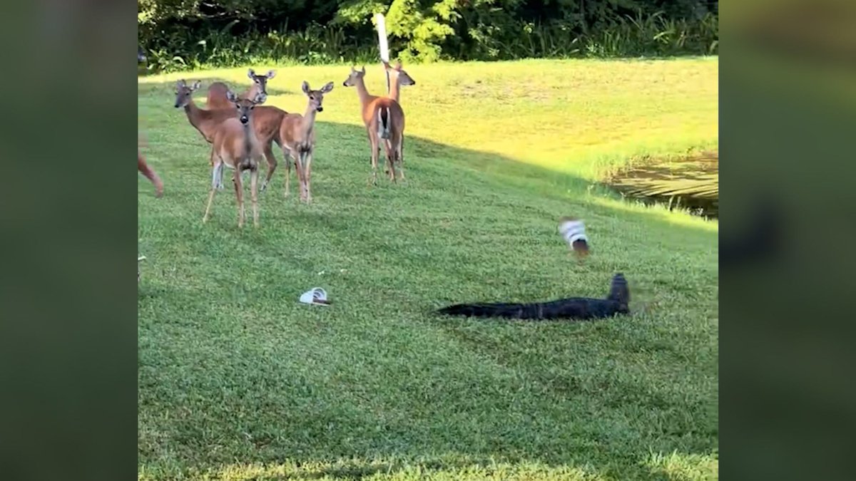 Instant Karma! A Florida alligator snatched a woman's shoe after she threw it at the reptile.