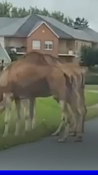 🐪​ Des automobilistes ont croisé des dromadaires sur la route en Seine-Maritime