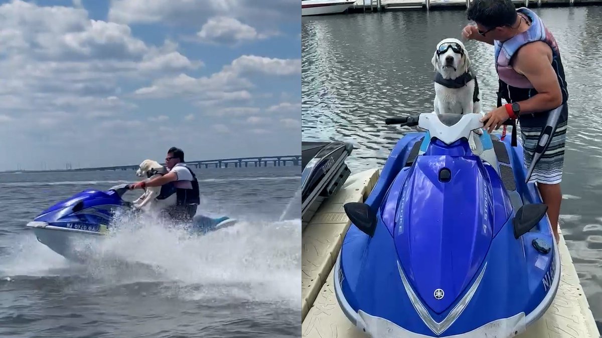 Check out this goggle-wearing pup named Cannon cruise to his favorite island at the Jersey Shore for a game of fetch.