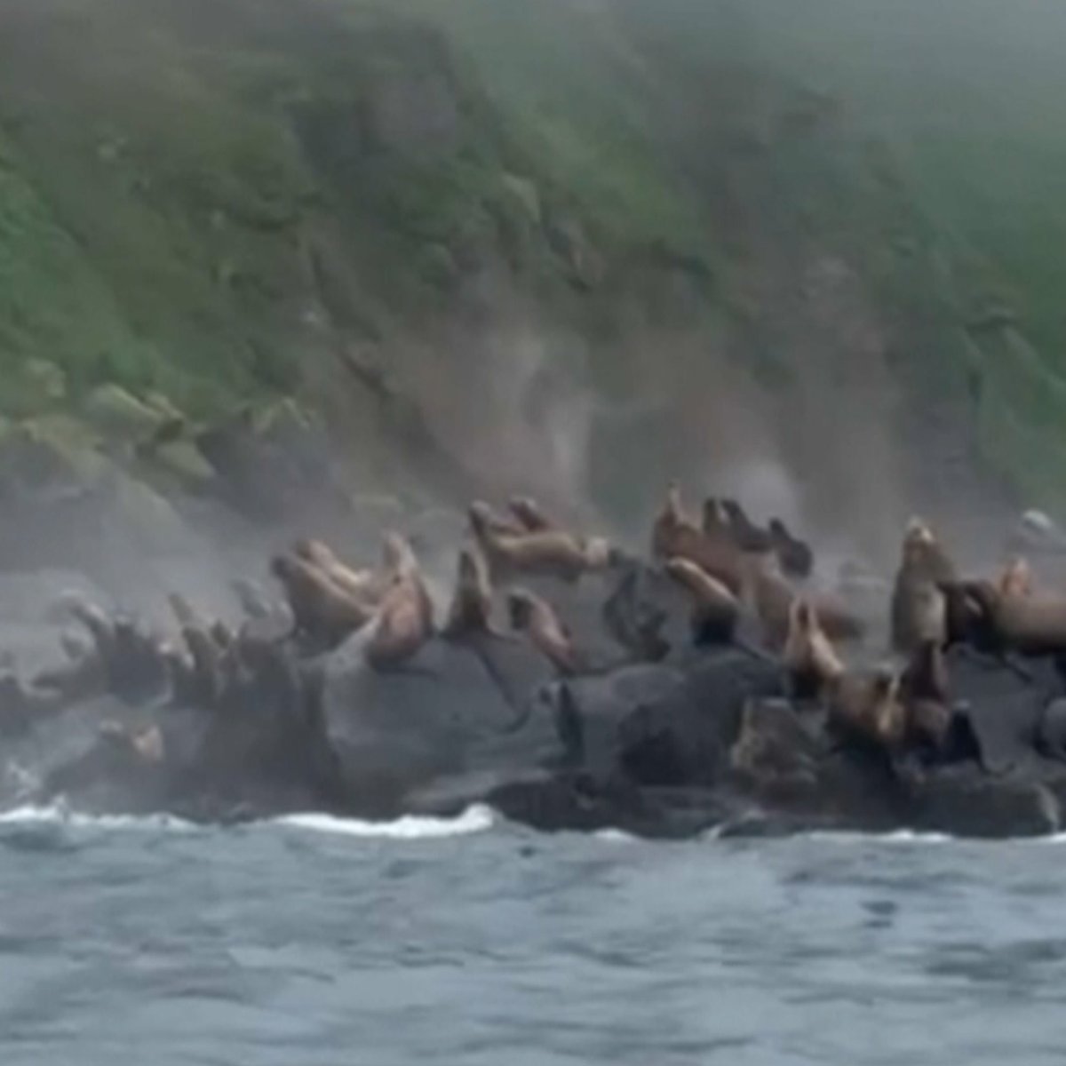 🦭⚡️Leones marinos huyen de un derrumbe tras terremoto en Rusia En las islas Kuriles avistaron leones marinos saltando a las aguas turbulentas del mar para escapar de un desprendimiento de rocas.
