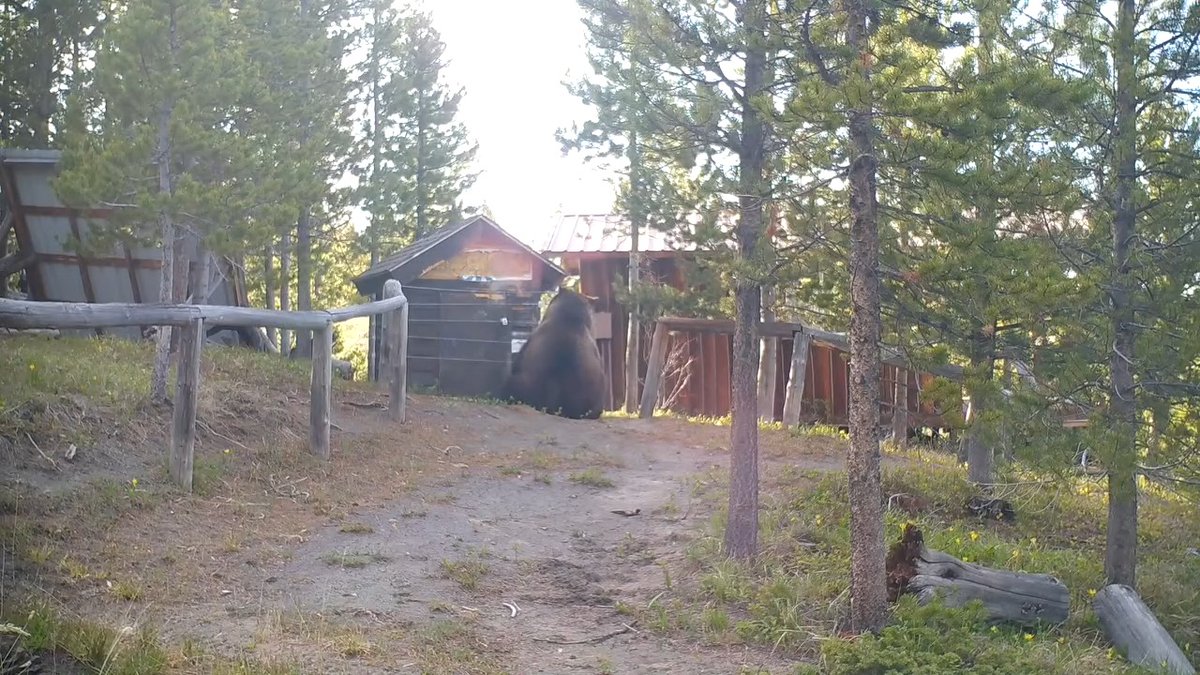 ENORMOUS GRIZZLY BEAR: Check out this video of large grizzly bear near Augusta, Montana. Thanks to Two Bear Air for the video. Share Your Photos and Videos: