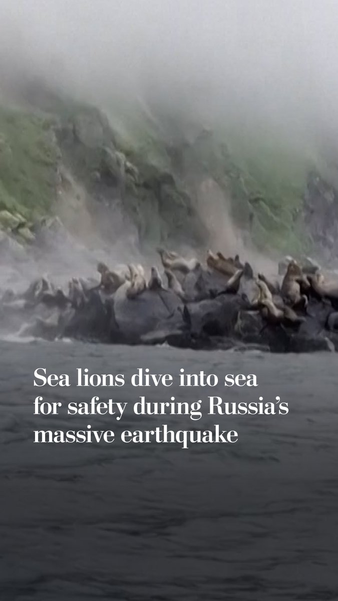 Sea lions were spotted diving into water for safety off of Russia's Antsiferov Island after an 8.8-magnitude earthquake struck. Read live updates: