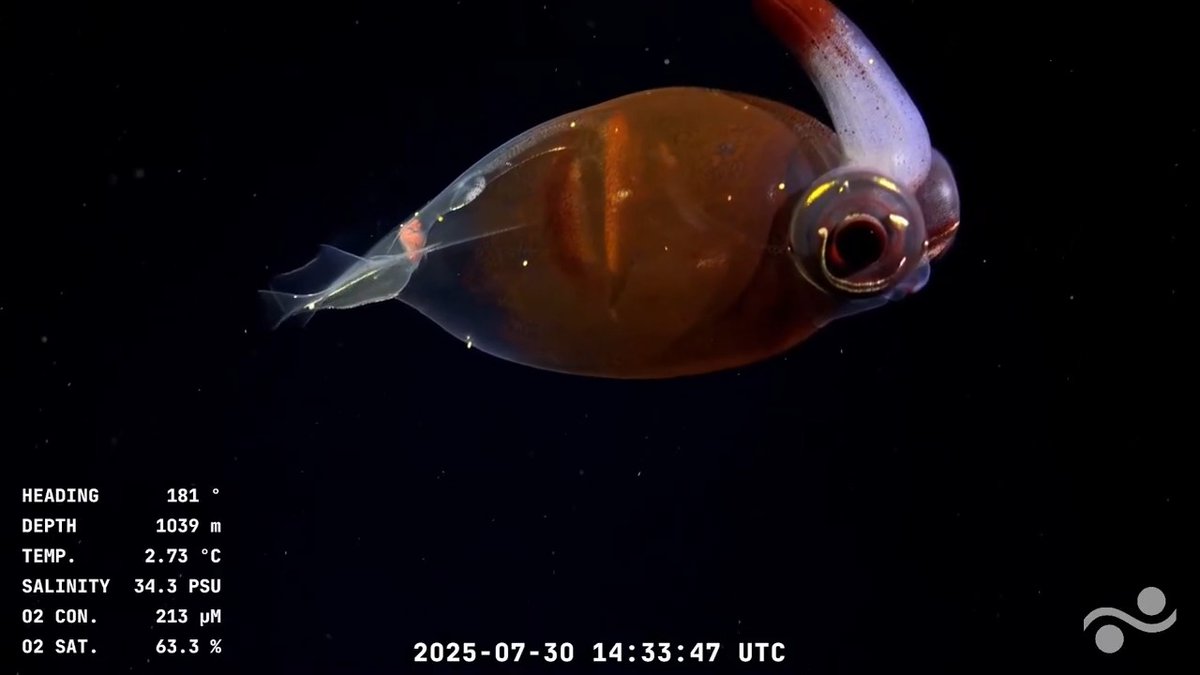 "Mar del Plata": Por comentarios sobre la transmisión de la expedición que lidera un equipo del CONICET junto al Schmidt Ocean Institute