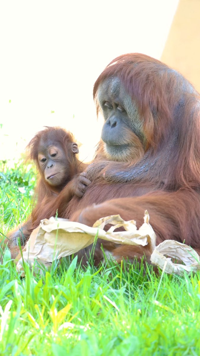 We interrupt your scrolling session to present Jambi and his mom, Tua—the most adorable duo around! 🦧