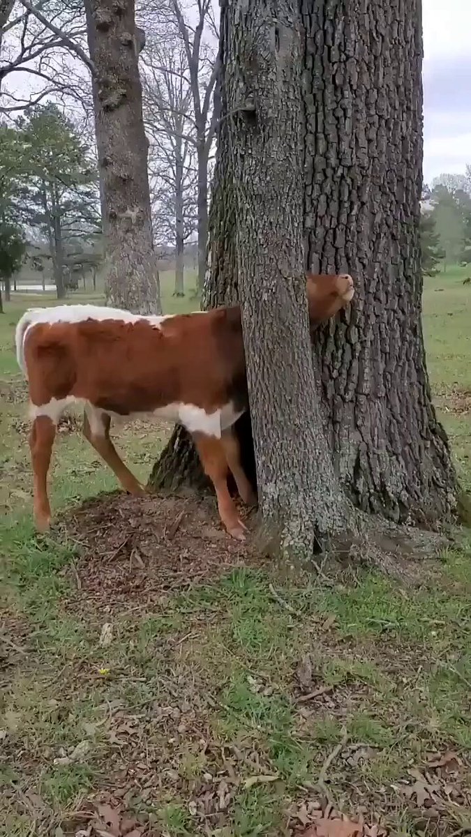 Kind person helps rescue a cow stuck between trees..🐄🙏❤️