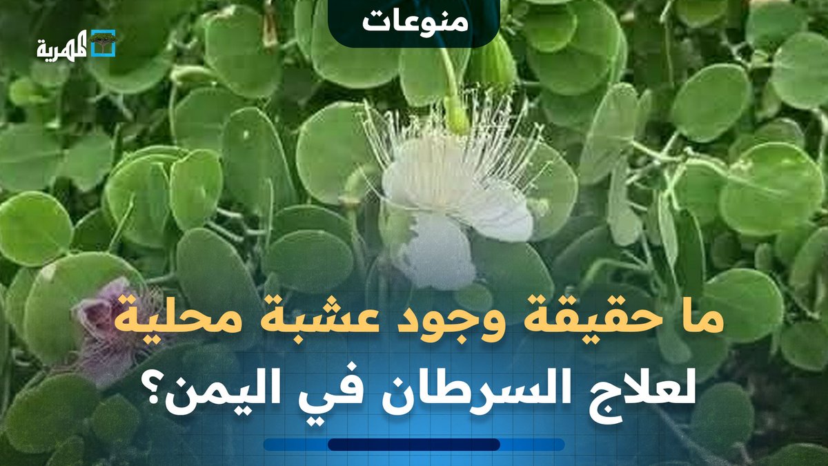 ما حقيقة وجود عشبة محلية لعلاج #السرطان في #اليمن ؟ #zonauang #deprem #earthquake #نکلو_اب_خاموشی_گناہ_ہے