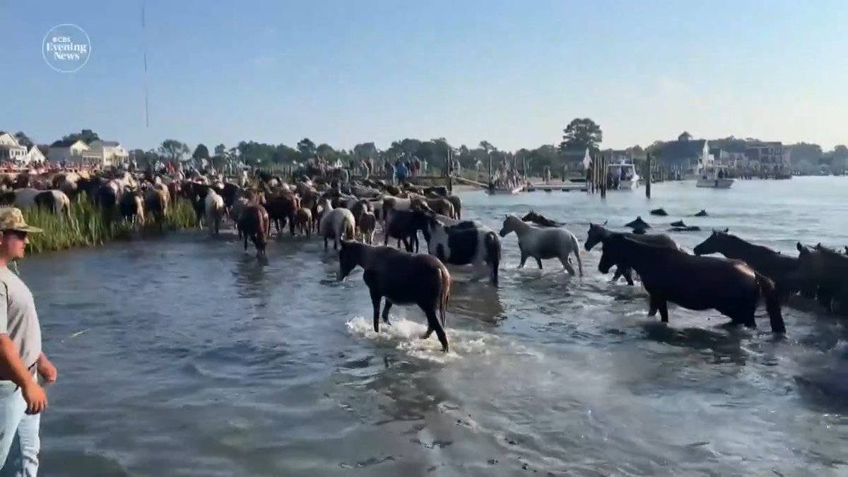 Ponies made a splash at the 100th Chincoteague Pony Swim on Wednesday. Each year, the wild ponies on Assateague Island are rounded up by volunteers, and they swim to Chincoteague Island, where dozens are auctioned off.