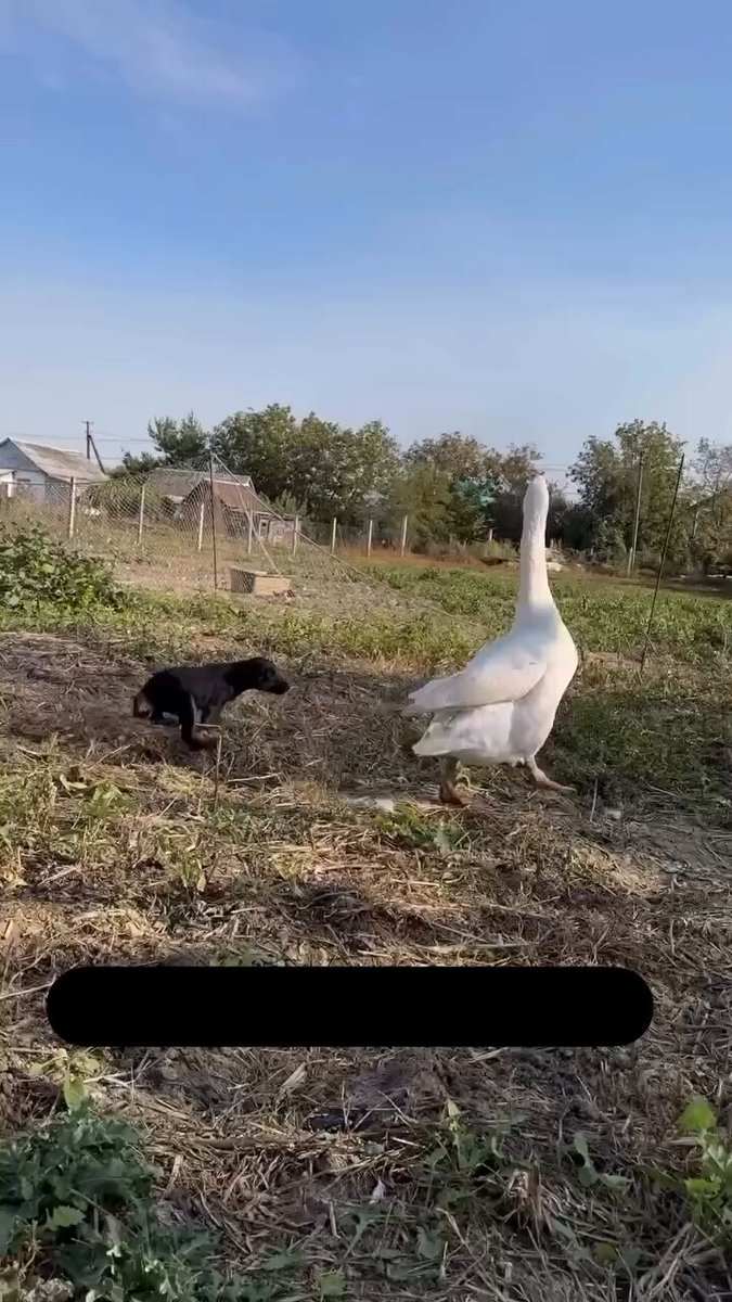 Весело живут))