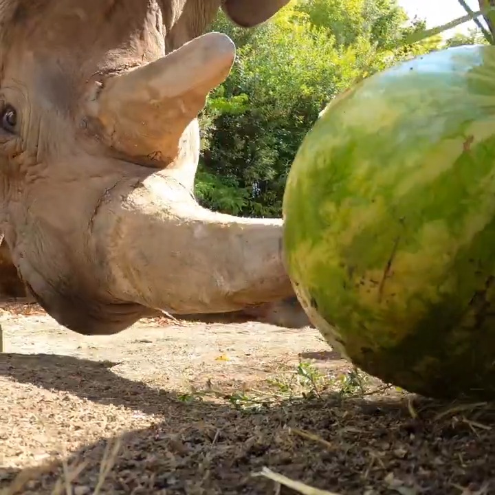 Jozi and Tamu are melon ballers