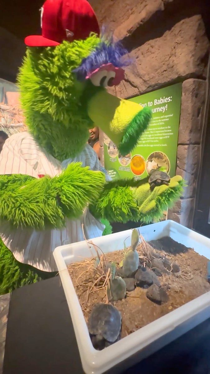 Our Galapagos brother from another Galapagos mother, Philadelphia Phillies' own Phanatic, stopped by to visit our baby Galapagos tortoises! 🐢 Like their mom, Mommy, these slow-and-steady guys can live 100+ years—and they'll be loyal Phillies fans the whole way! ⚾