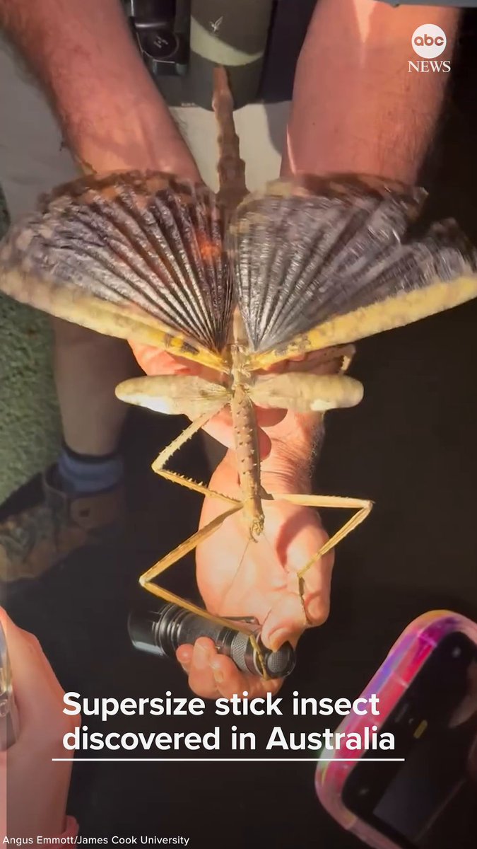 Scientists have discovered a giant new species of stick insect in Australia, which is over 15 inches long and researchers say may be the heaviest insect in the country. 😣 Via ABC News