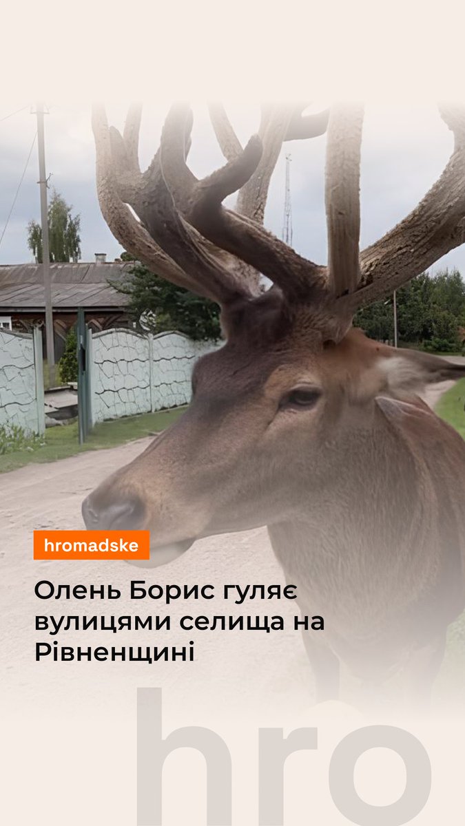 Вулицями села Зарічне, що на Рівненщині, ходить олень Борис. Він з'явився в селі понад шість років тому і відтоді став невіддільною частиною села. Більше про оленя — дивіться у відео