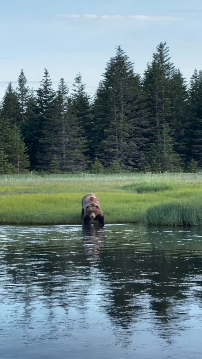 How long bear drink a cold water