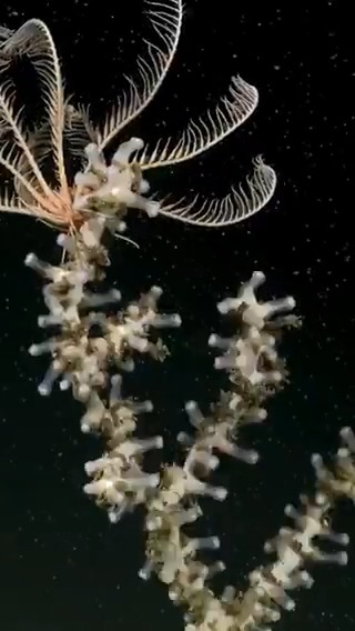 🪸Continúa la expedición “Underwater Oases of Mar Del Plata Canyon: Talud Continental IV”, liderada por investigadores del CONICET, en colaboración con la fundación @schmidtocean. La campaña explora la biodiversidad del cañón submarino en Mar del Plata.