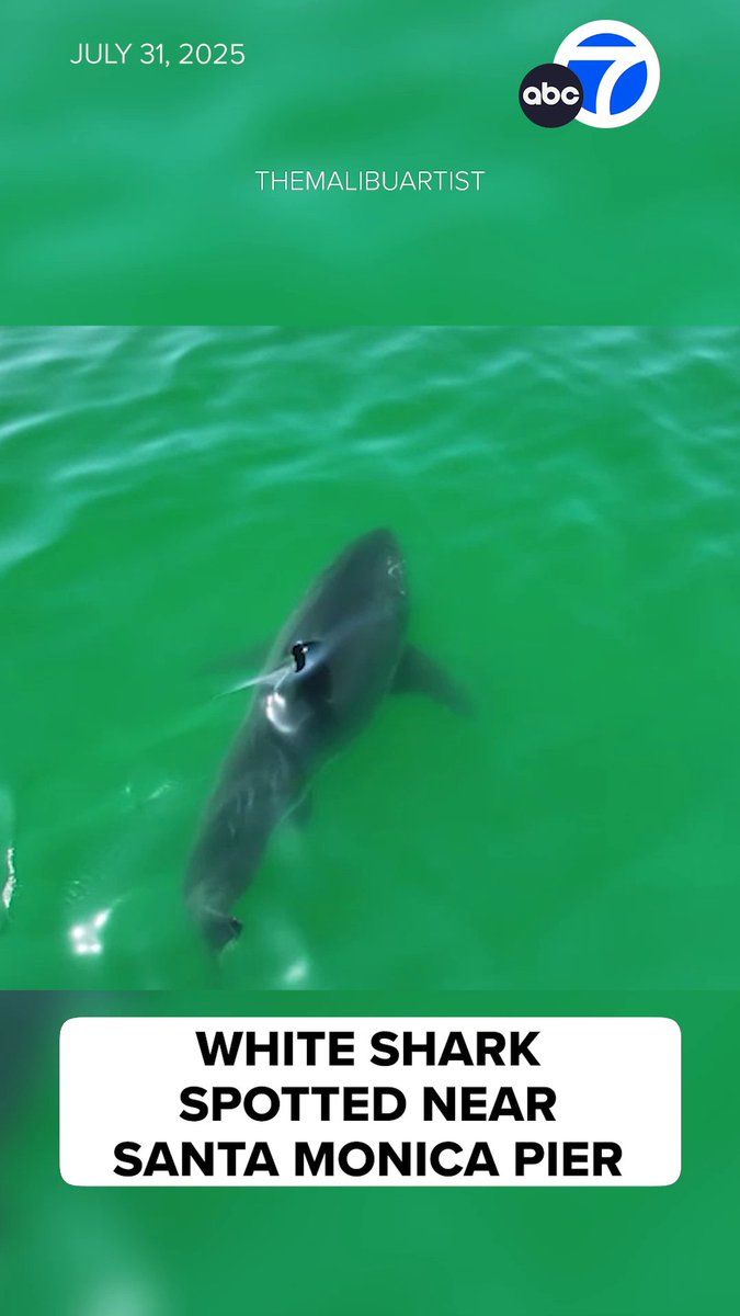 Shocking video shows a large white shark swimming near the Santa Monica Pier on Thursday morning. The shark came within about 50 yards of shore, not too far from a paddleboarder.