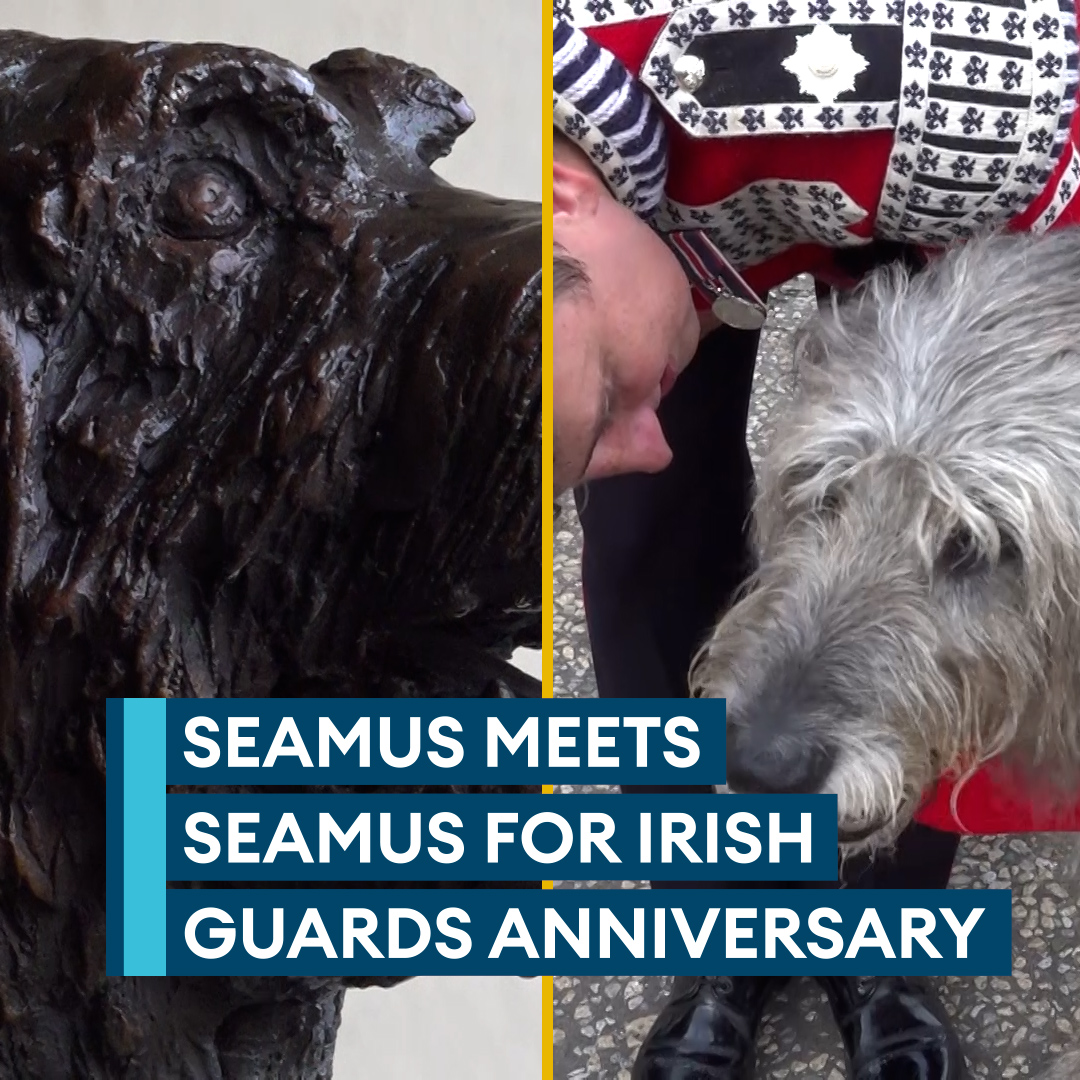 Good boy gets his sculpture🐶 A statue of Irish Guards' (Irish Guards) mascot Seamus was unveiled as they mark the 125th anniversary of the regiment⚒️ Read more🔗➡️