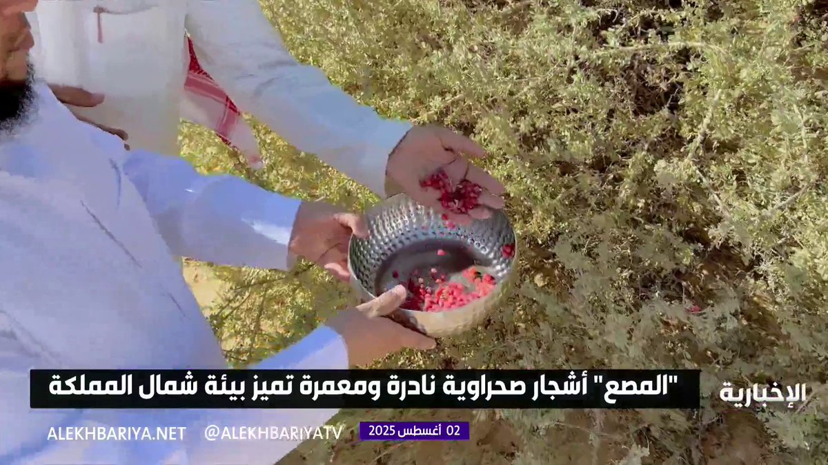 "المصع".. أشجار صحراوية نادرة ومعمرة تميز بيئة شمال المملكة #الإخبارية