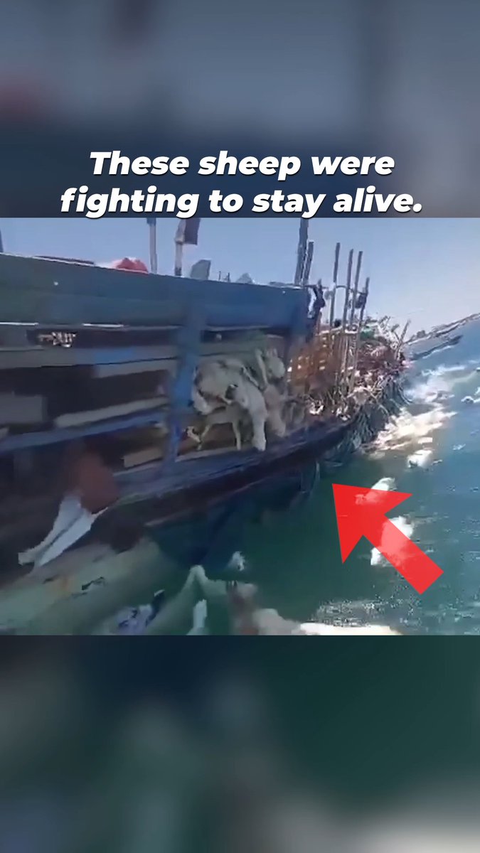 Imagine being forced onto a ship transporting you to a slaughterhouse and then the ship capsizes and you drown. WTF. PLEASE. GO. VEGAN.
